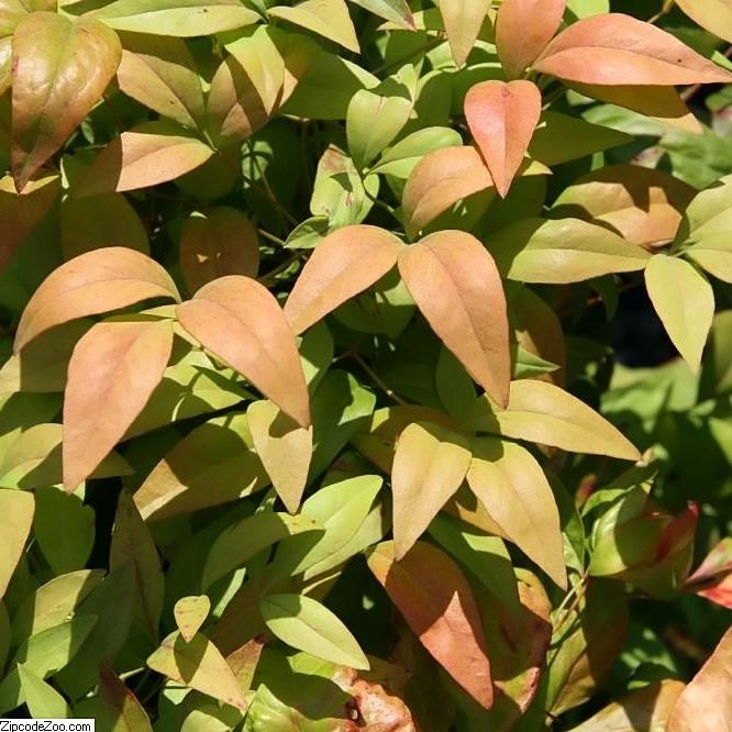 Nandina domestica 'Firepower' ~ Firepower Heavenly Bamboo - Delivered By ServeScape