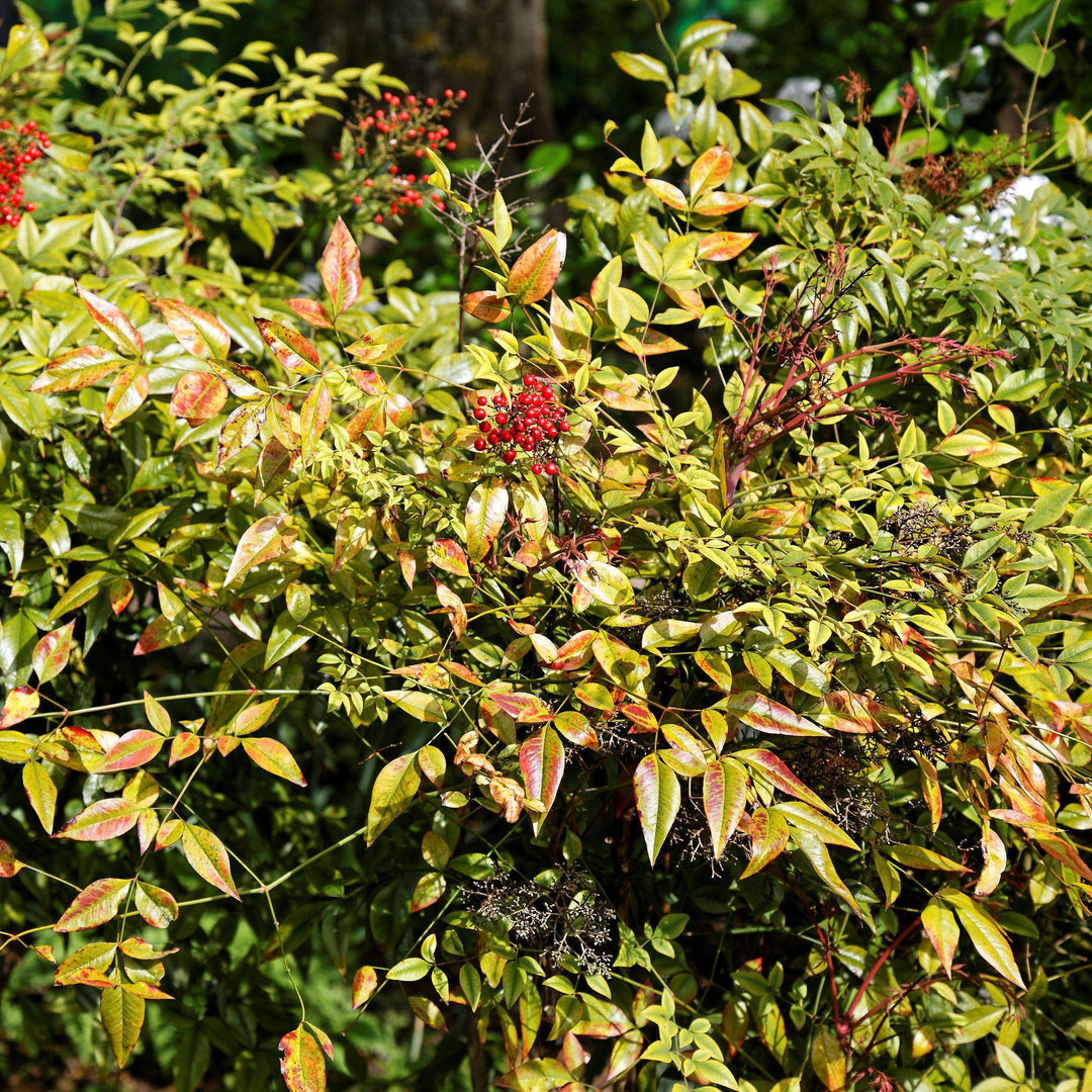Nandina domestica ~ Heavenly Bamboo - Delivered By ServeScape