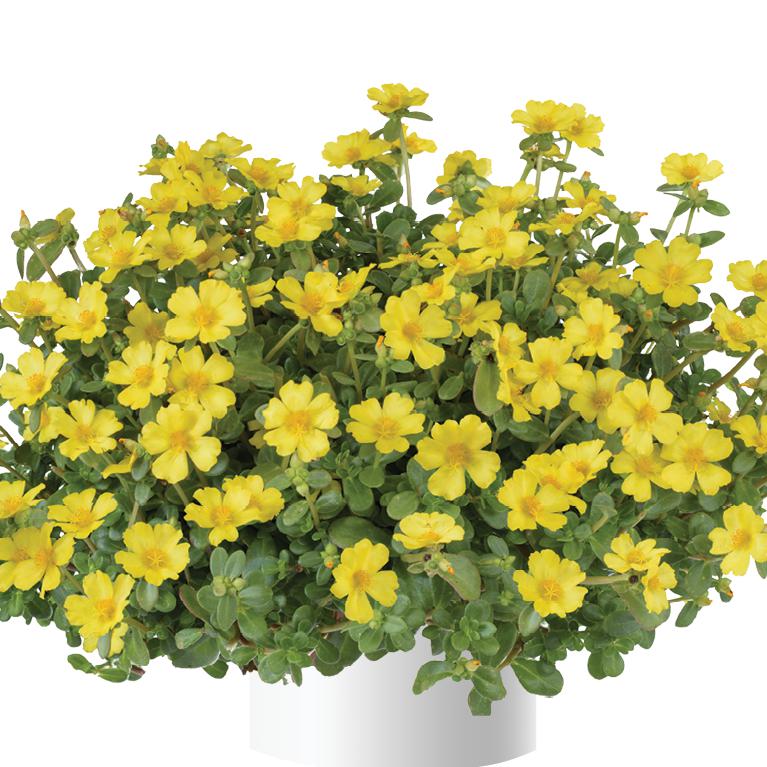 Portulaca oleracea 'Nano Pazzaz Yellow' ~ Nano Pazzaz™ Yellow Purslane-ServeScape