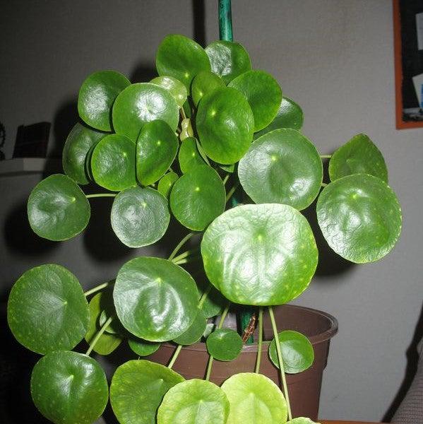 Pilea Peperomioides ~ Chinese Money Plant-ServeScape