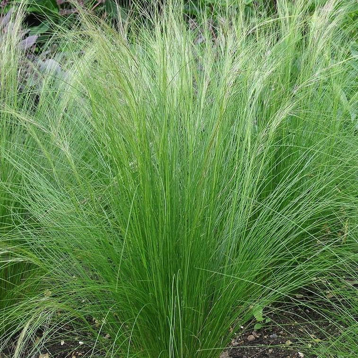 Nassella tenuissima ~ Mexican Feather Grass-ServeScape