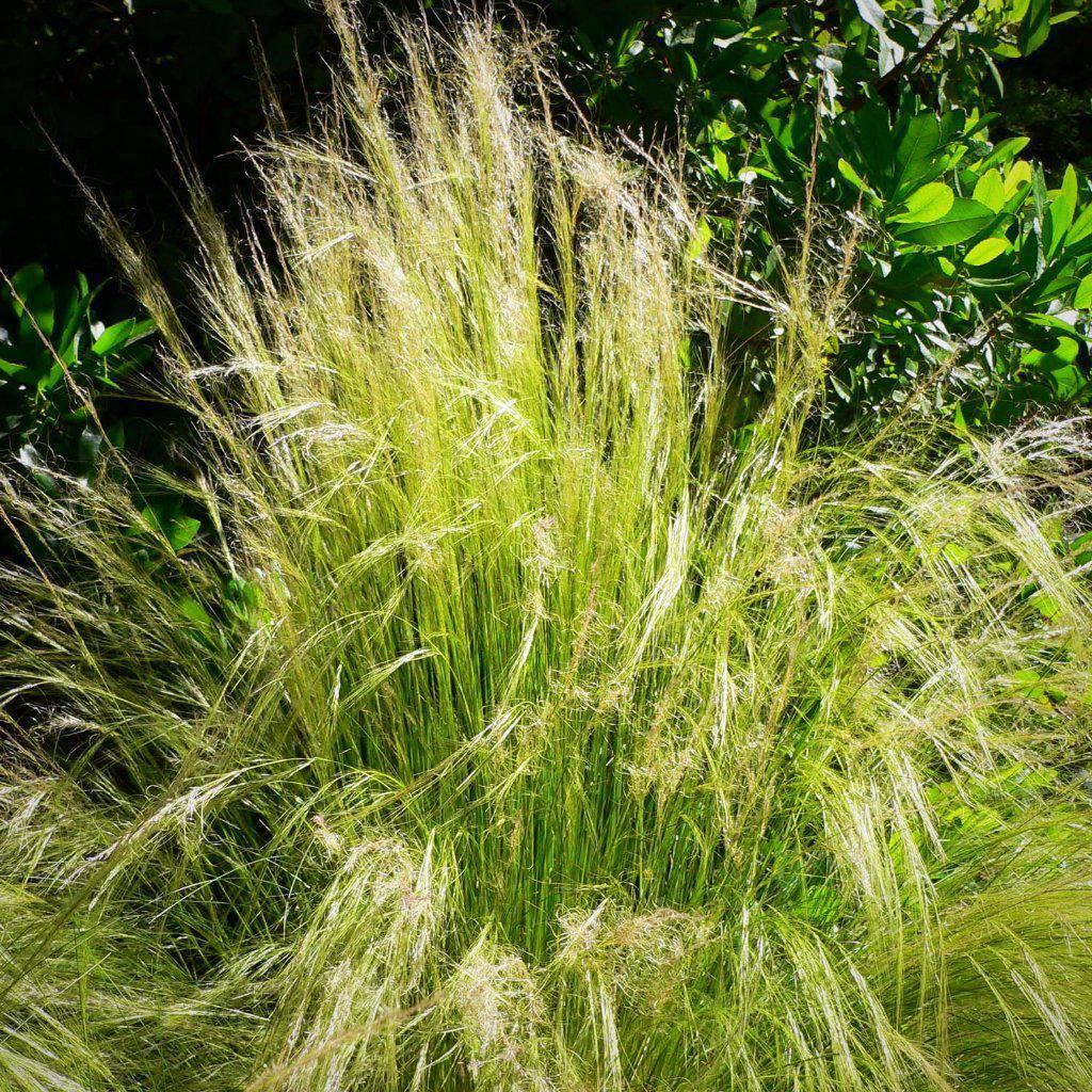 Nassella tenuissima ~ Mexican Feather Grass - Delivered By ServeScape