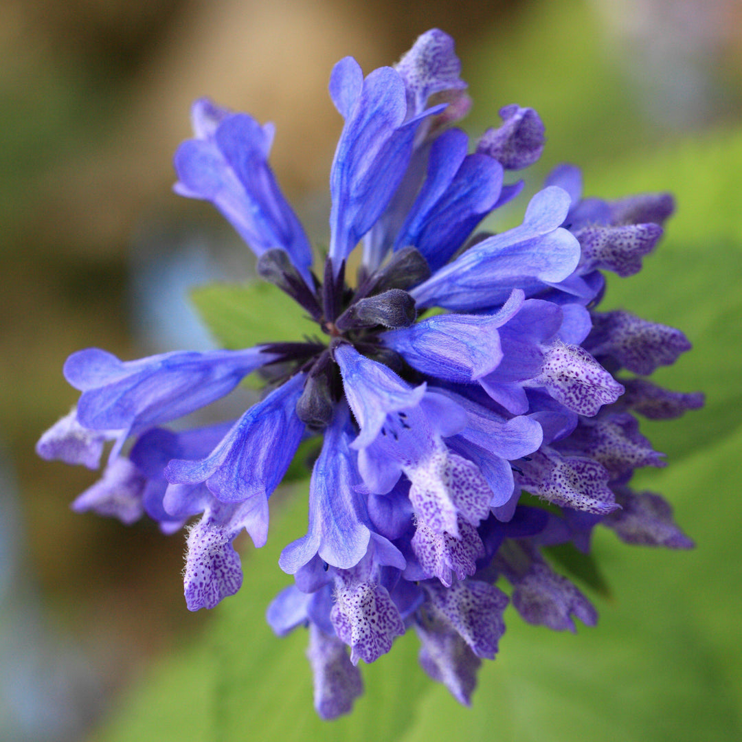 Nepeta 'Balneplud  ~ Blue Prelude Catmint - Delivered By ServeScape