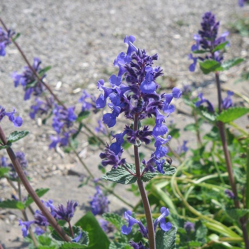 Nepeta x faassenii 'Purrsian Blue' ~ Purrsian Blue Catmint - Delivered By ServeScape