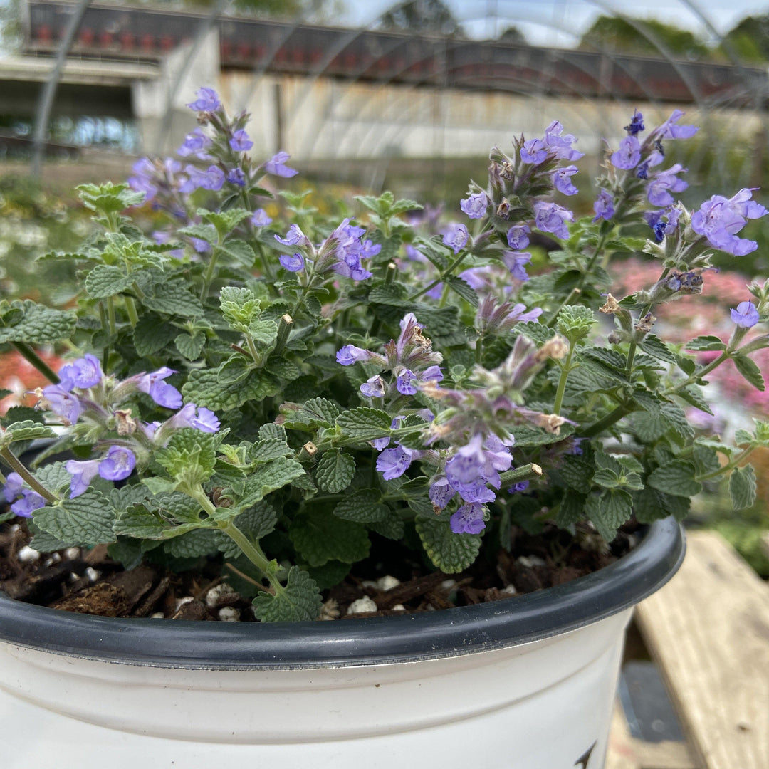 Nepeta ‘cat’s pajamas’ ~ Catmint - Delivered By ServeScape