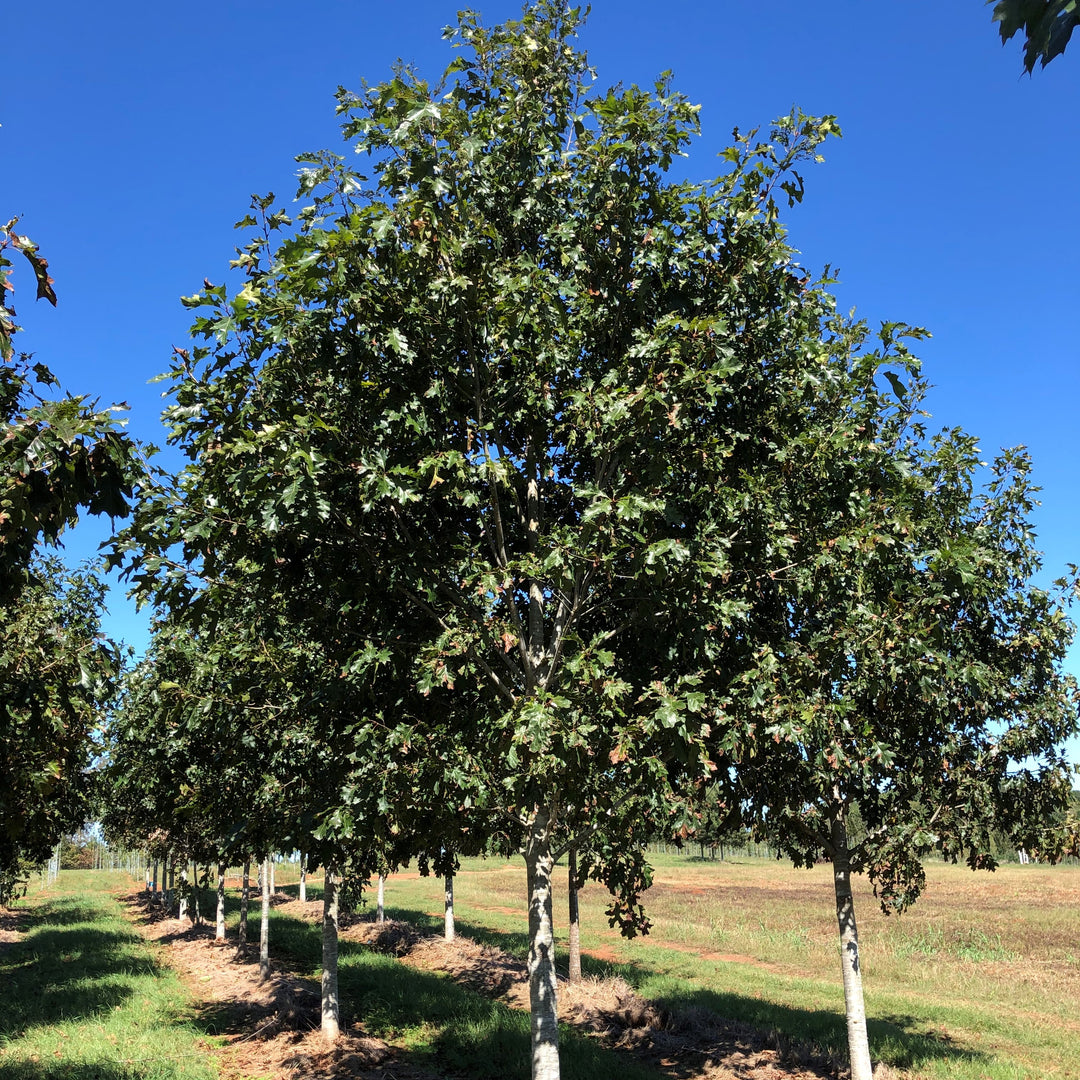 Quercus rubra ‘QRMTF’ ~Nobylton® Northern Red Oak-ServeScape