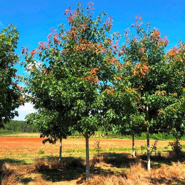 Quercus rubra ‘QRMTF’ ~Nobylton® Northern Red Oak-ServeScape