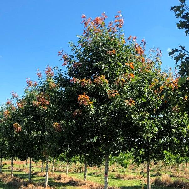 Quercus rubra ‘QRMTF’ ~Nobylton® Northern Red Oak-ServeScape