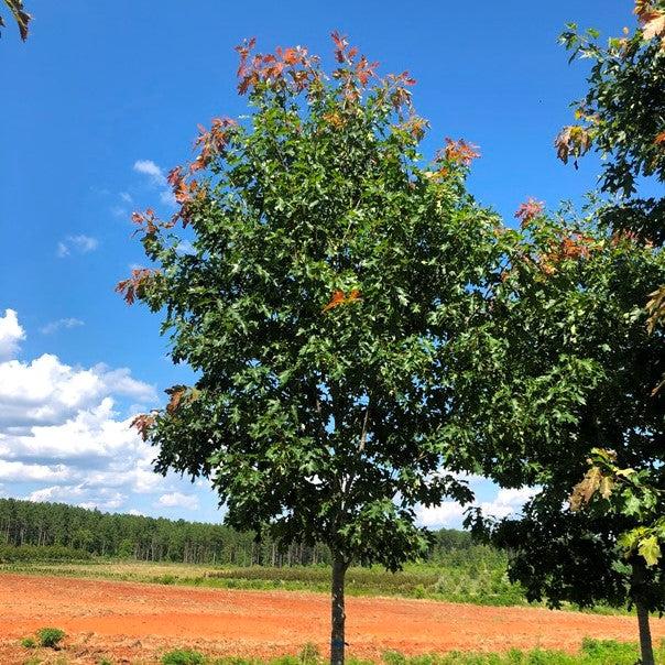 Quercus rubra ‘QRMTF’ ~Nobylton® Northern Red Oak-ServeScape