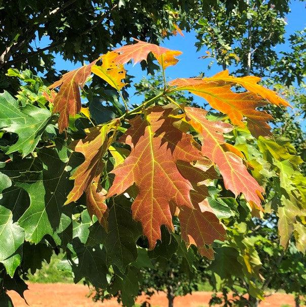 Quercus rubra ‘QRMTF’ ~Nobylton® Northern Red Oak-ServeScape