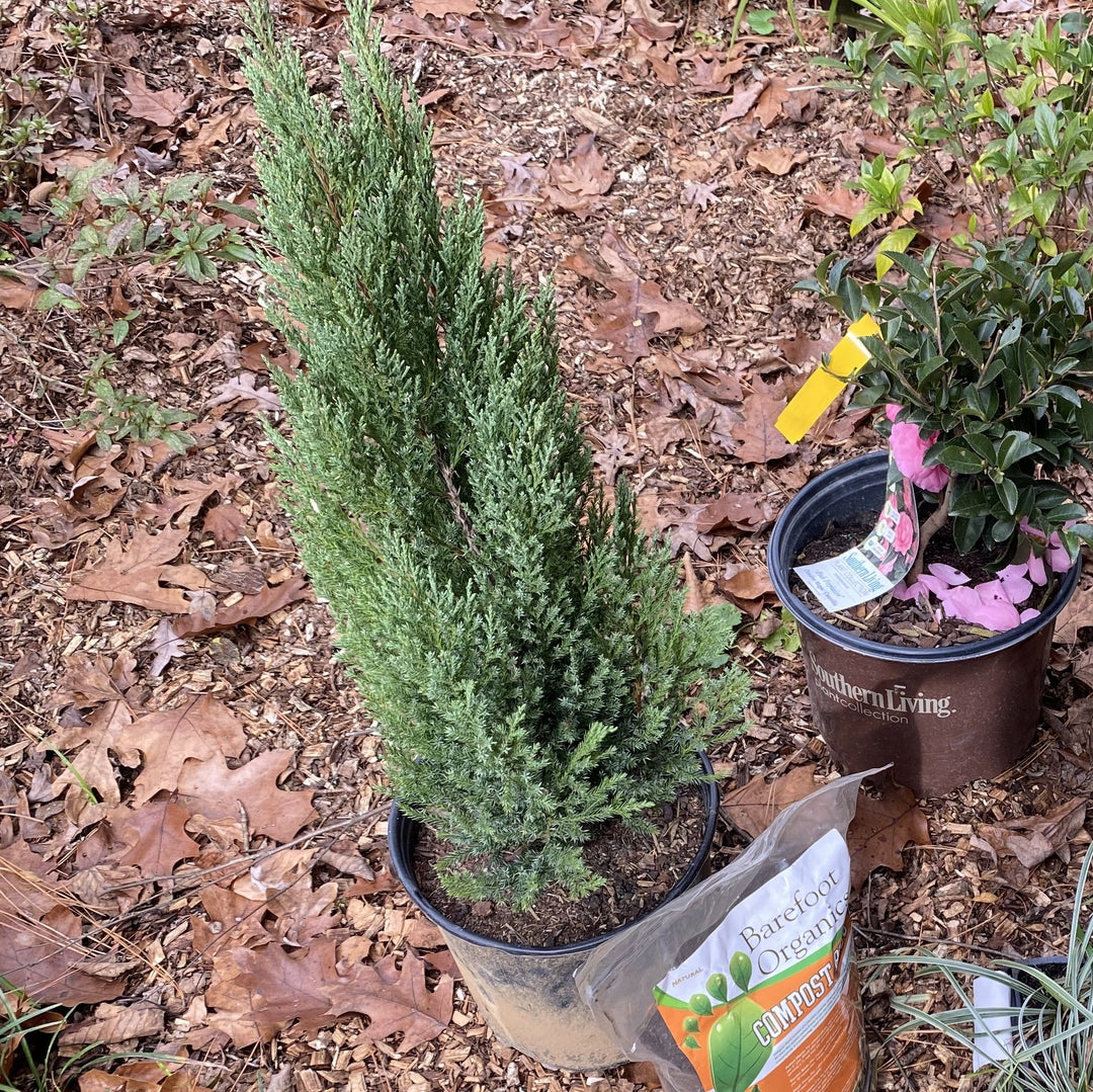 Juniperus chinensis 'Blue Point' ~ Blue Point Juniper-ServeScape