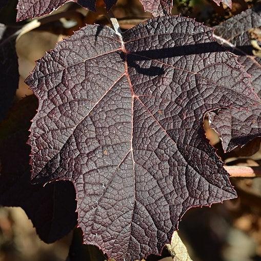 Hydrangea quercifolia 'Pee Wee' ~ Pee Wee Oakleaf Hydrangea-ServeScape