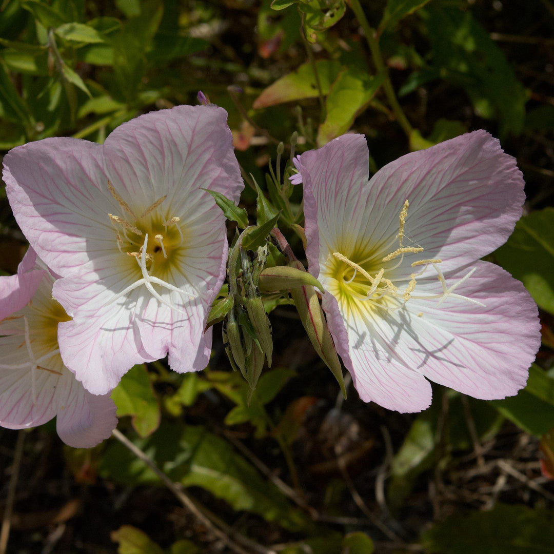 Oenothera speciosa 'Siskiyou' ~ Siskiyou Evening Primrose-ServeScape