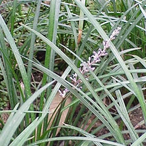 Ophiopogon jaburan 'HOCF' ~ Crystal Falls® Mondo Grass - Delivered By ServeScape