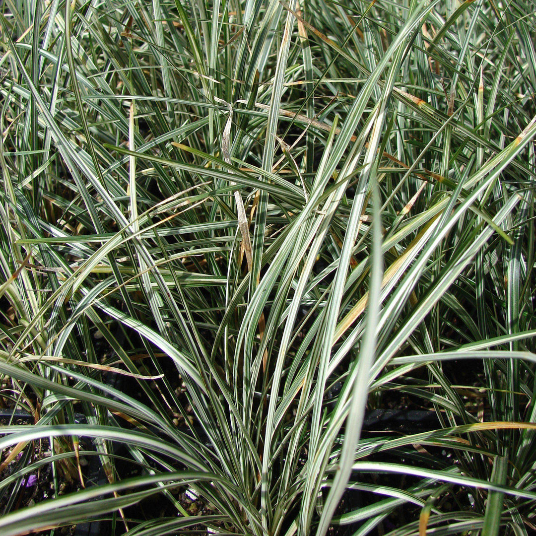 Ophiopogon japonicus 'Kijimafukiduma' ~ Silver Mist Mondo Grass-ServeScape