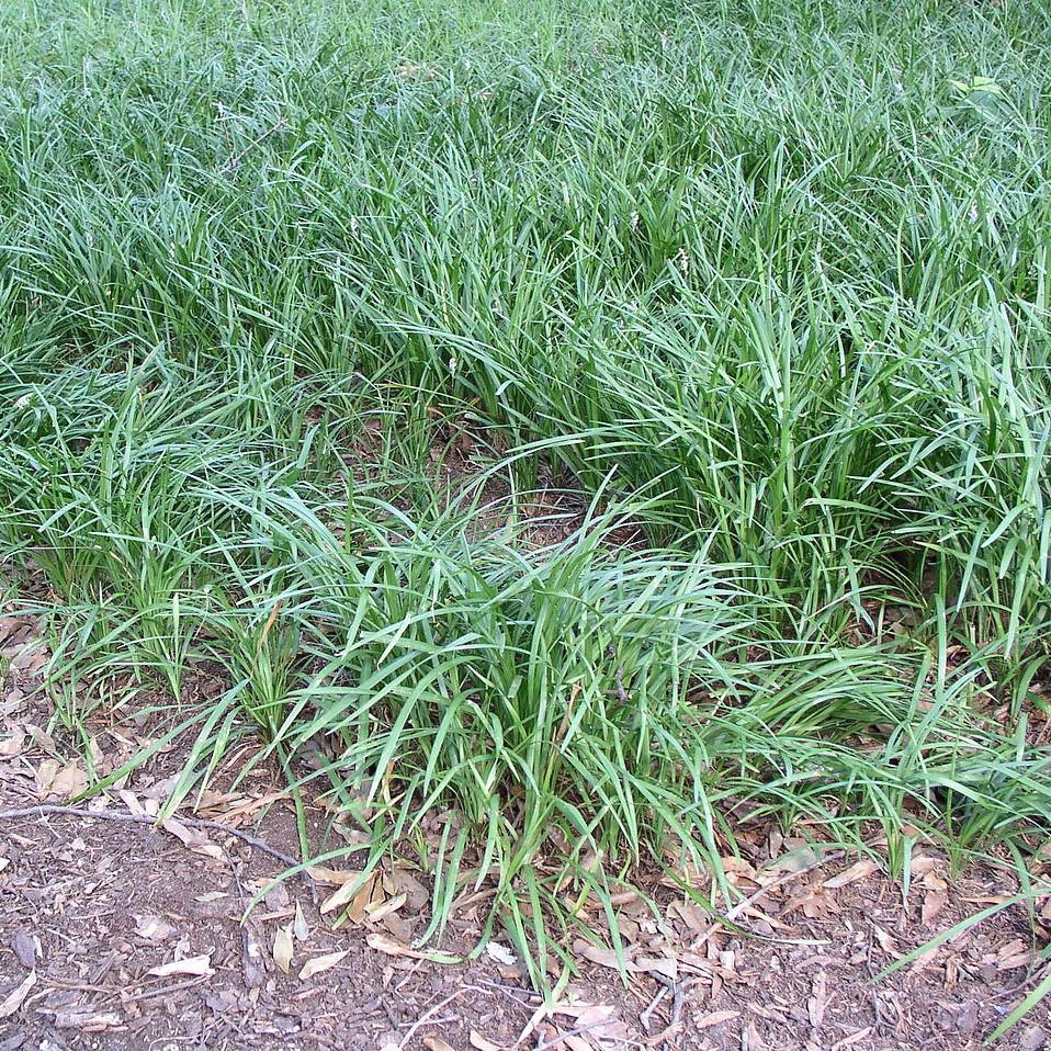 Ophiopogon japonicus ~ Mondo Grass-ServeScape