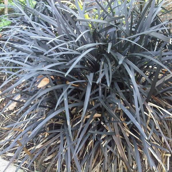 Ophiopogon planiscapus 'Ebknizam' ~ Ebony Knight™ Black Mondo Grass-ServeScape