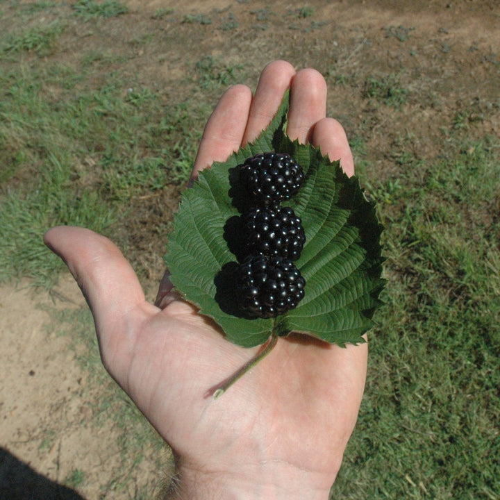 Rubus hybrid 'Osage' PP26120 ~ DownHome Harvest® ‘Osage’ Thornless Blackberry-ServeScape
