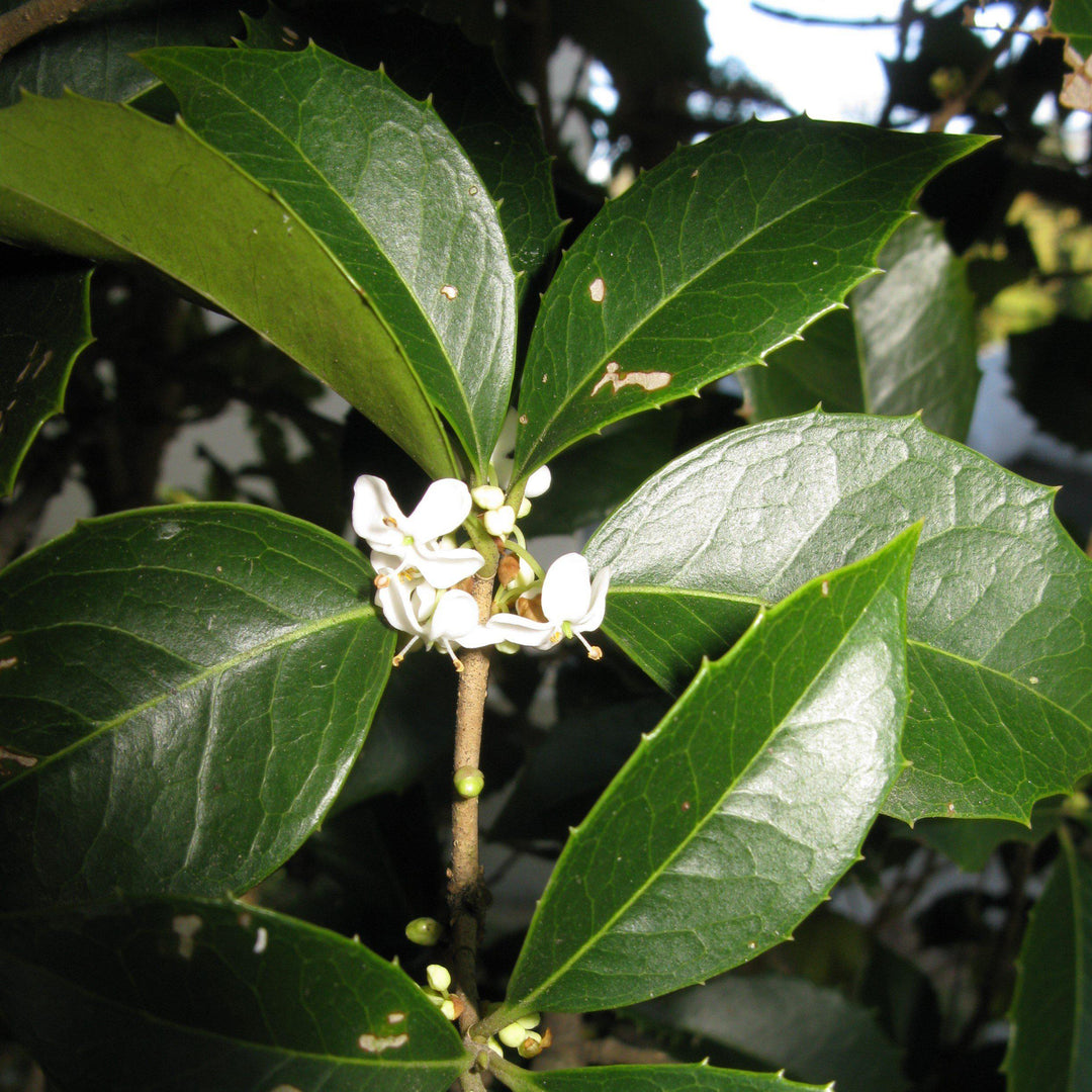 Osmanthus fortunei ~ Fortune's Osmanthus - Delivered By ServeScape