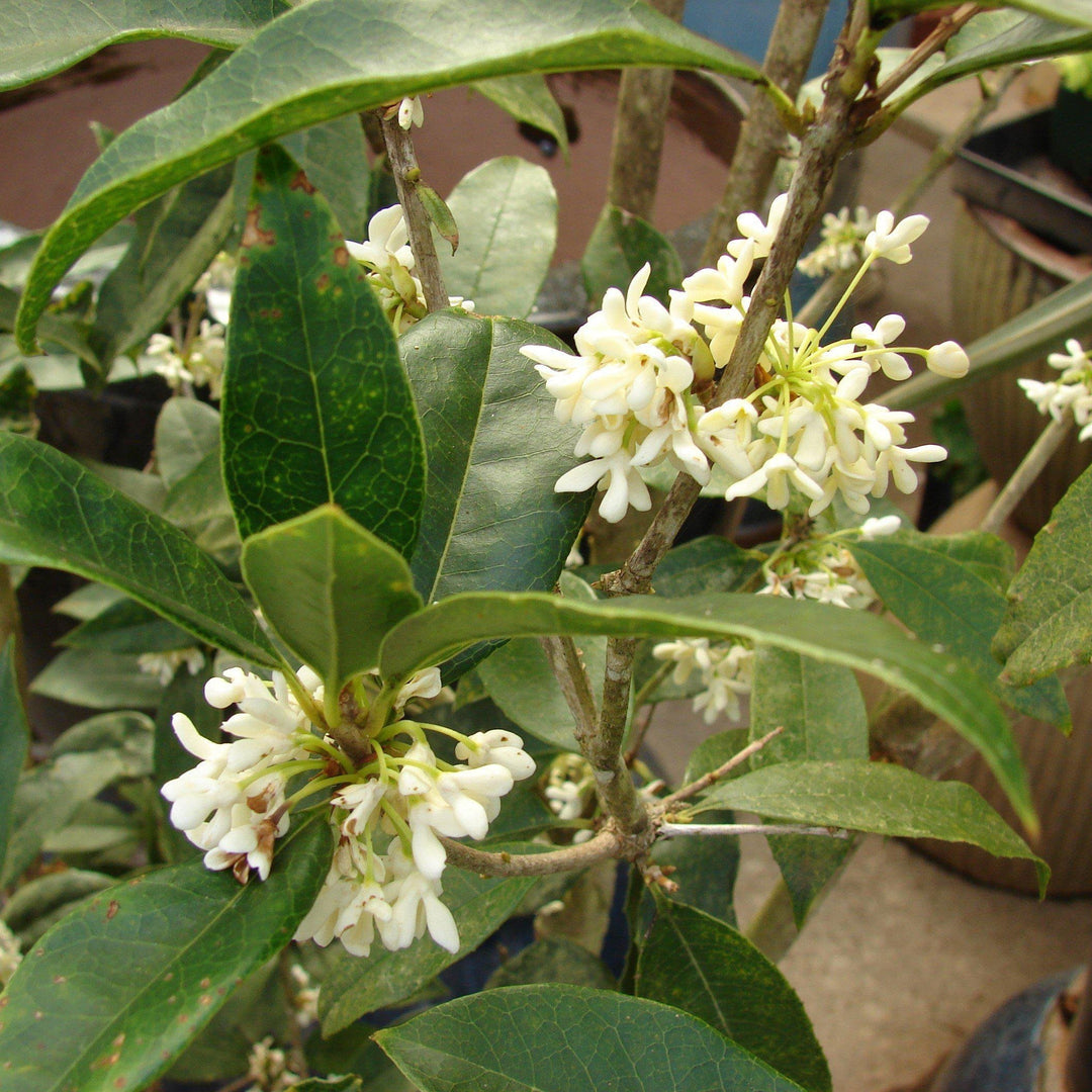 Osmanthus fragrans 'Fudingzhu' ~ Fudingzhu Tea Olive - Delivered By ServeScape