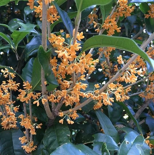 Osmanthus fragrans aurantiacus 'Apricot Echo' ~ Apricot Echo Tea Olive-ServeScape