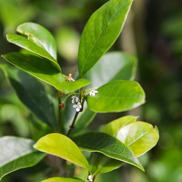 Osmanthus fragrans 'aurantiacus' ~ Orange Fragrant Tea Olive - Delivered By ServeScape
