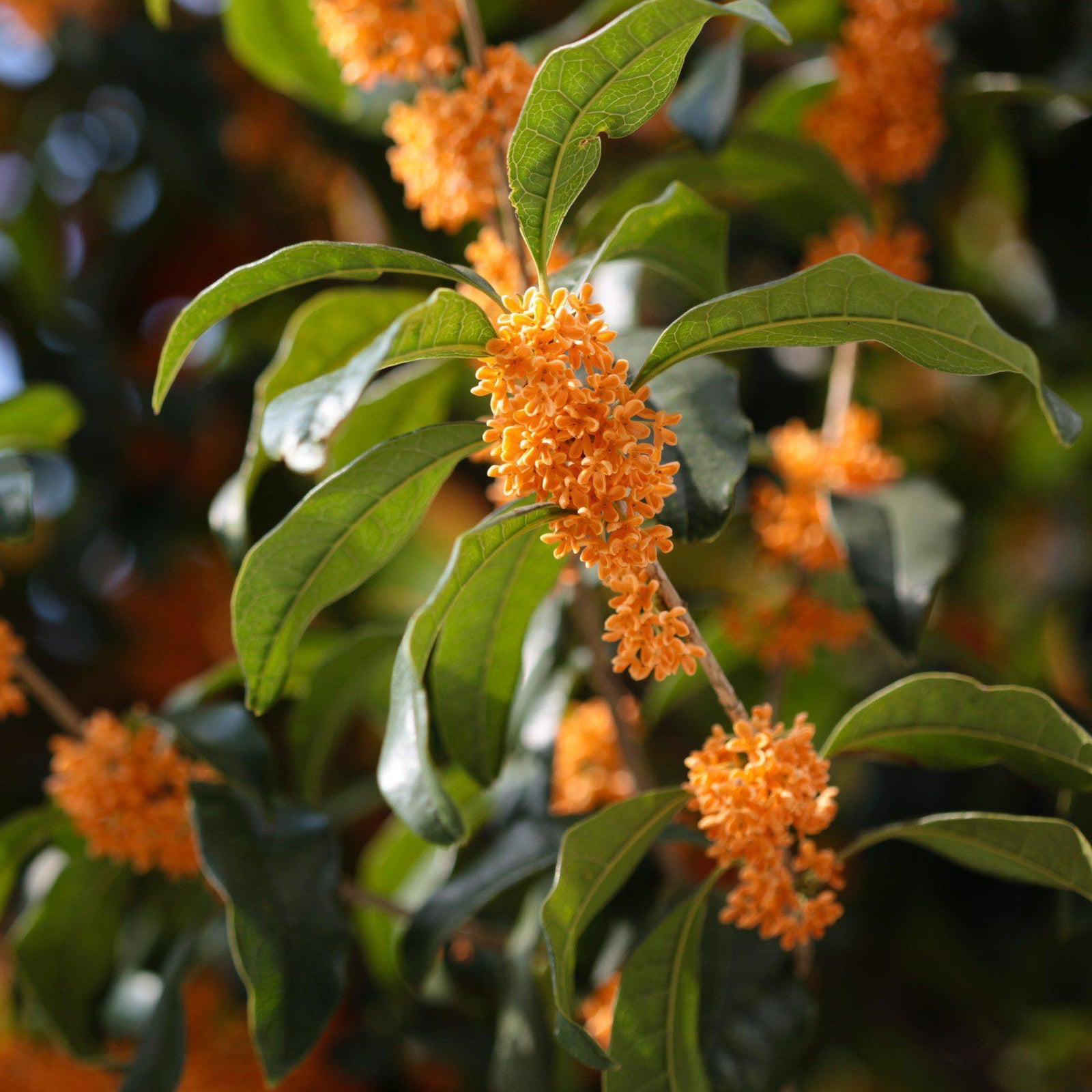 Osmanthus fragrans 'aurantiacus' ~ Orange Fragrant Tea Olive-ServeScape