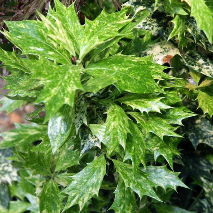 Osmanthus heterophyllus 'Goshiki' ~ Goshiki False Holly - Delivered By ServeScape