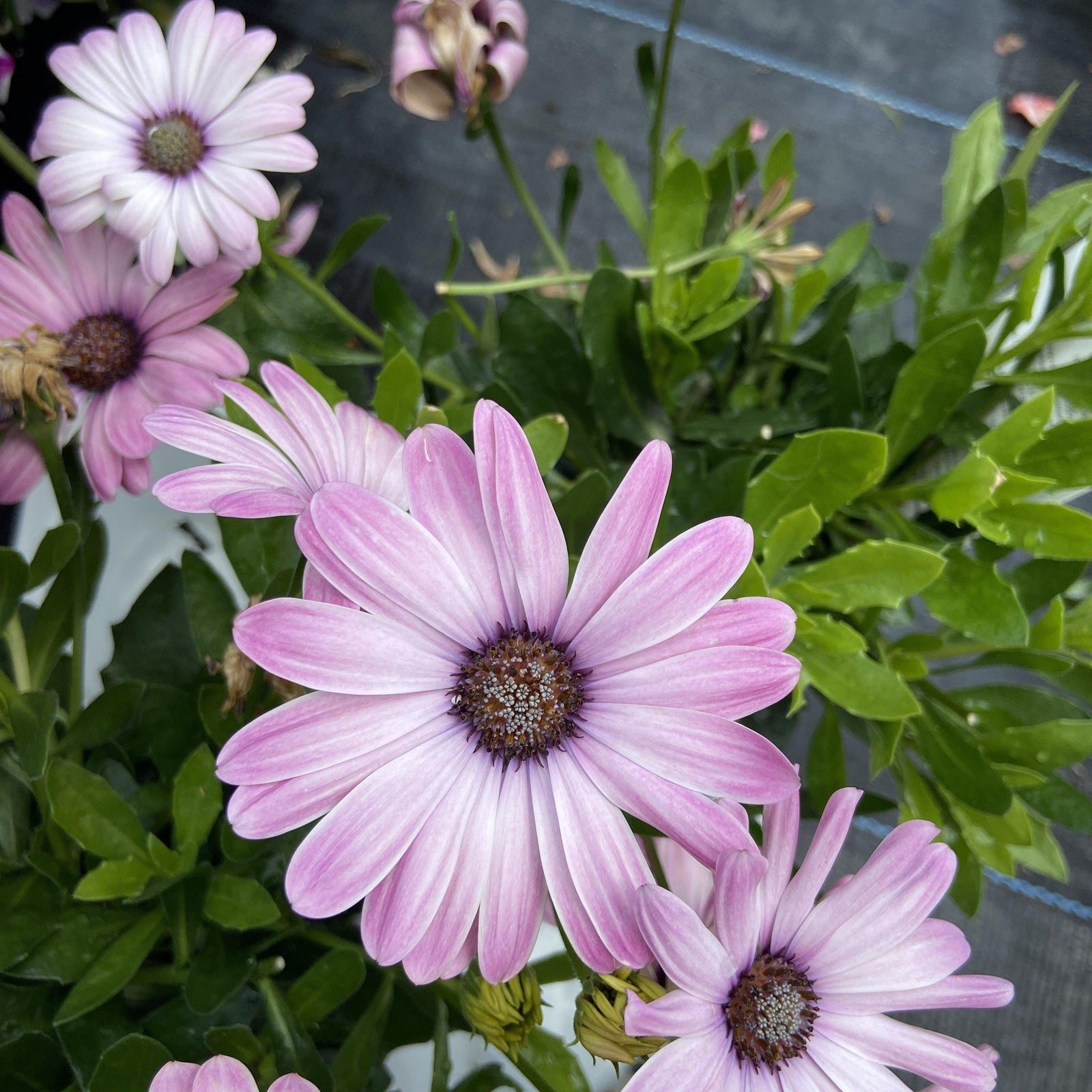 Osteospermum hybrid ‘bright lights pink’ ~ African Daisy - Delivered By ServeScape