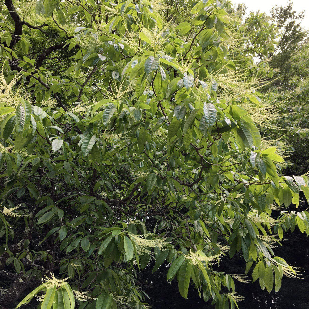 Oxydendrum arboreum ~ Sourwood, Sorrel Tree-ServeScape