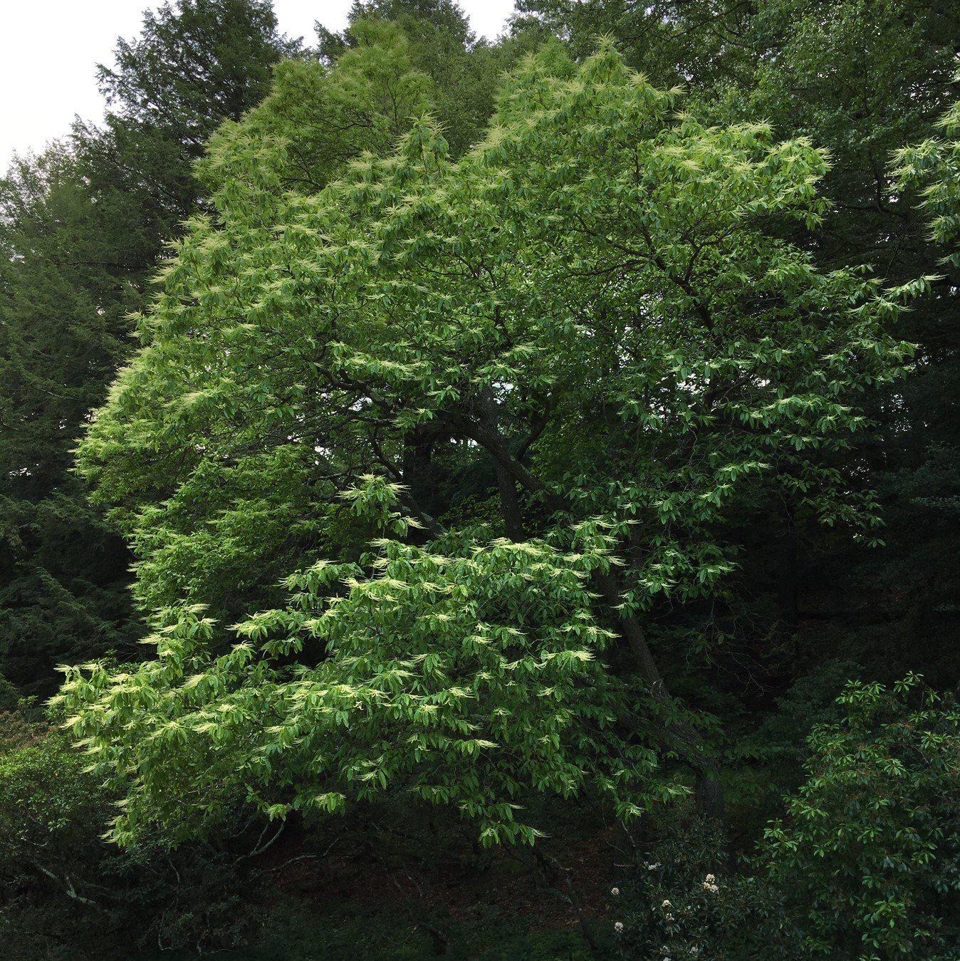 Sourwood, Sorrel Tree - Oxydendrum arboreum – ServeScape
