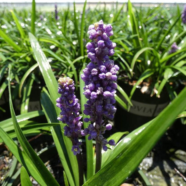 Liriope muscari 'EXC 051' PP #21,352 ~ Purple Explosion™ Lily Turf-ServeScape