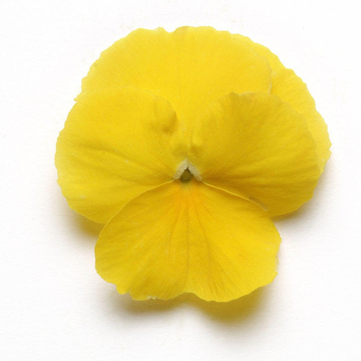 Viola x wittrockiana 'PAS904972' ~ Cool Wave® Yellow Pansy-ServeScape