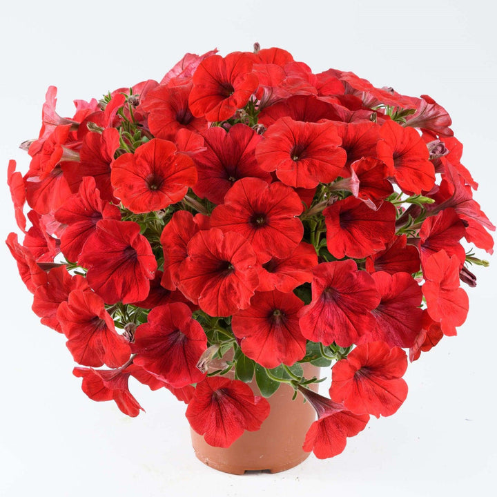 Petunia x 'Red Ray' ~ Red Ray™ Petunia-ServeScape