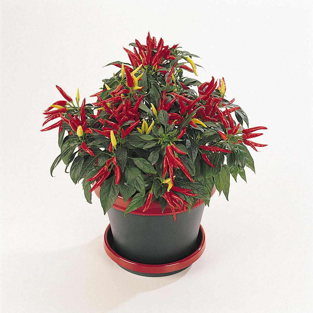 Capsicum annuum 'Chilly Chili' ~ Chilly Chili Ornamental Pepper-ServeScape