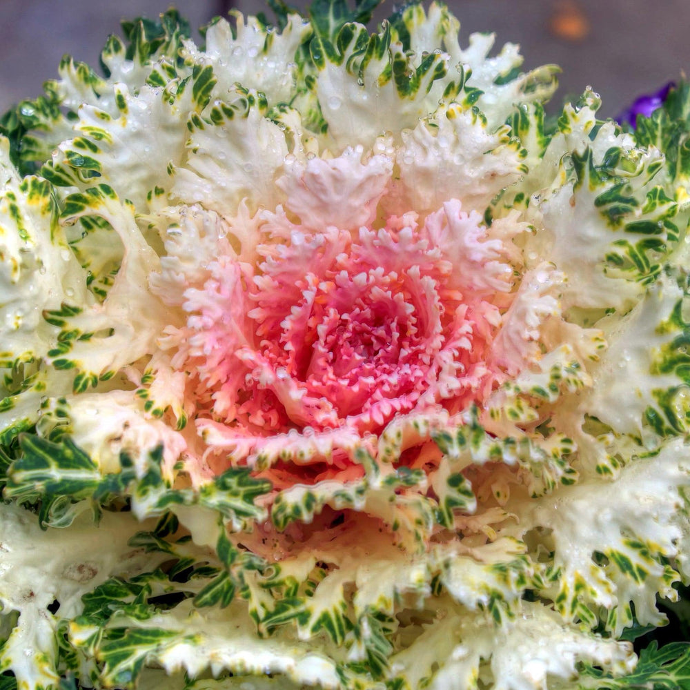 Brassica oleracea 'Coral Prince'~ Coral™ Prince Ornamental Kale-ServeScape