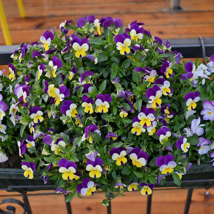 Viola cornuta 'Penny Jump-Up Mix' ~ Penny™ Jump-Up Mix Viola-ServeScape