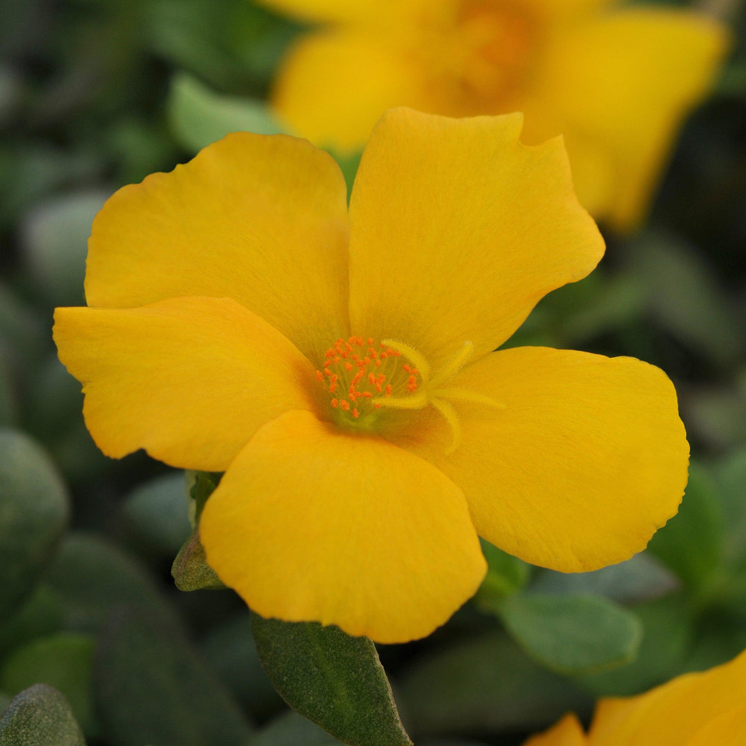 Portulaca oleracea 'KLEPO14825' ~ RioGrande™ Yellow Purslane-ServeScape