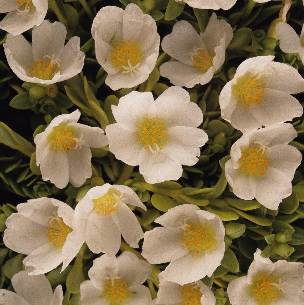 Portulaca oleracea 'Balriowite' ~ RioGrande™ White Purslane-ServeScape