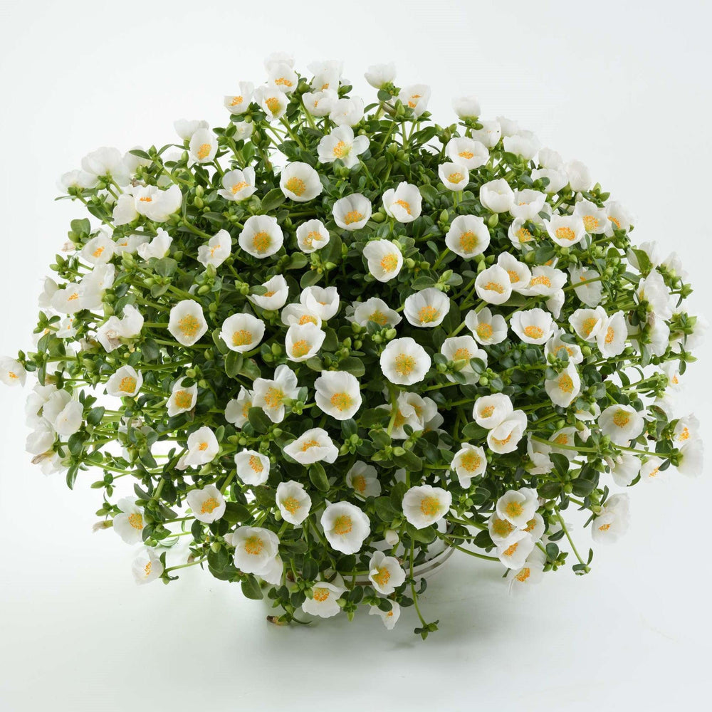 Portulaca oleracea 'Pazzaz White' ~ Pazzaz™ White Purslane-ServeScape