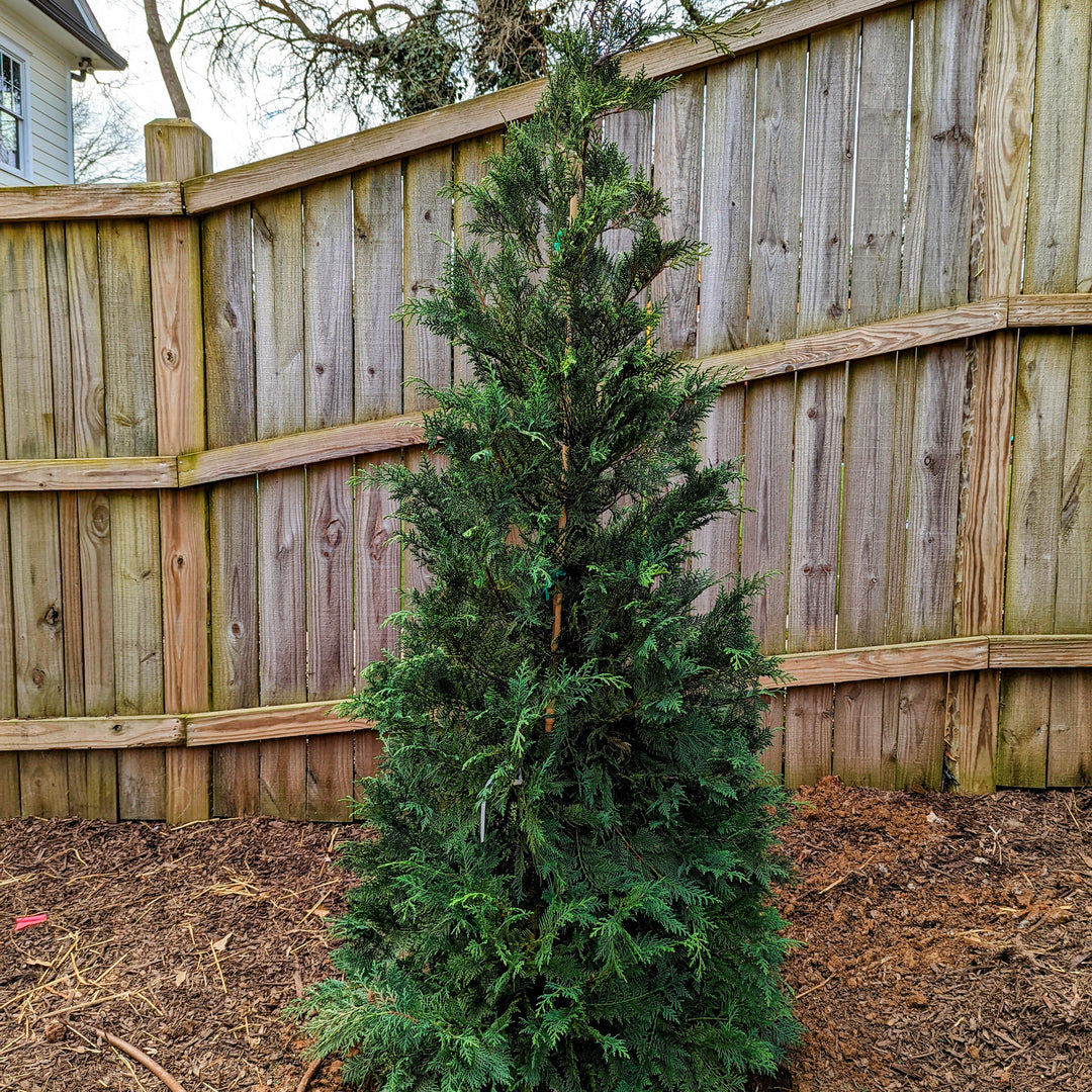 Cupressus x leylandii 'Murray' ~ Murray Cypress, Leyland Cypress-ServeScape