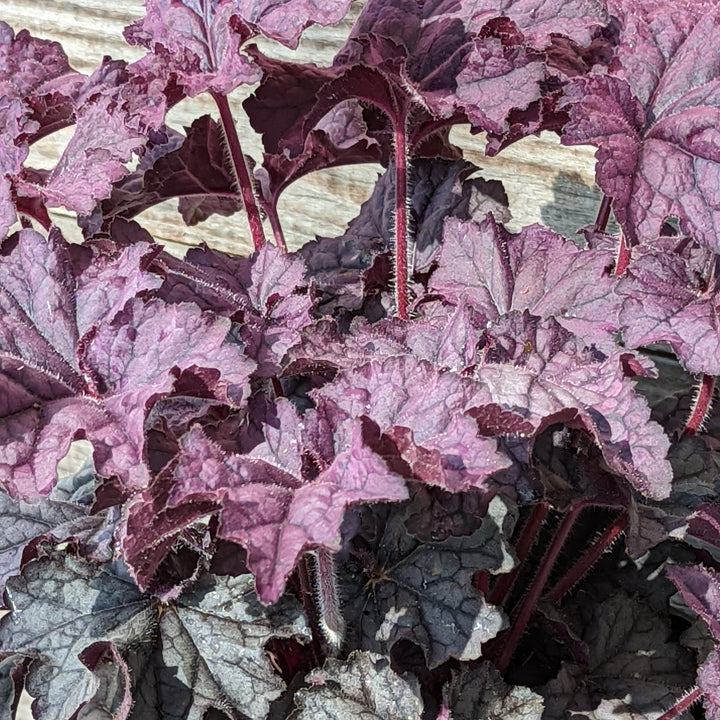 Heuchera x villosa 'TNHEUGA' ~ Grande™ Amethyst Coral Bells, Heuchera-ServeScape