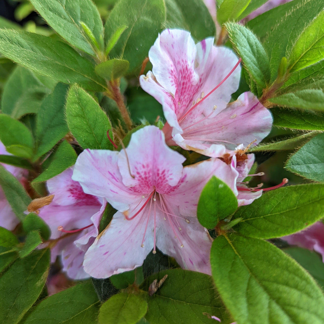 Rhododendron ‘Conlep’ ~ Encore® Autumn Twist™ Azalea-ServeScape