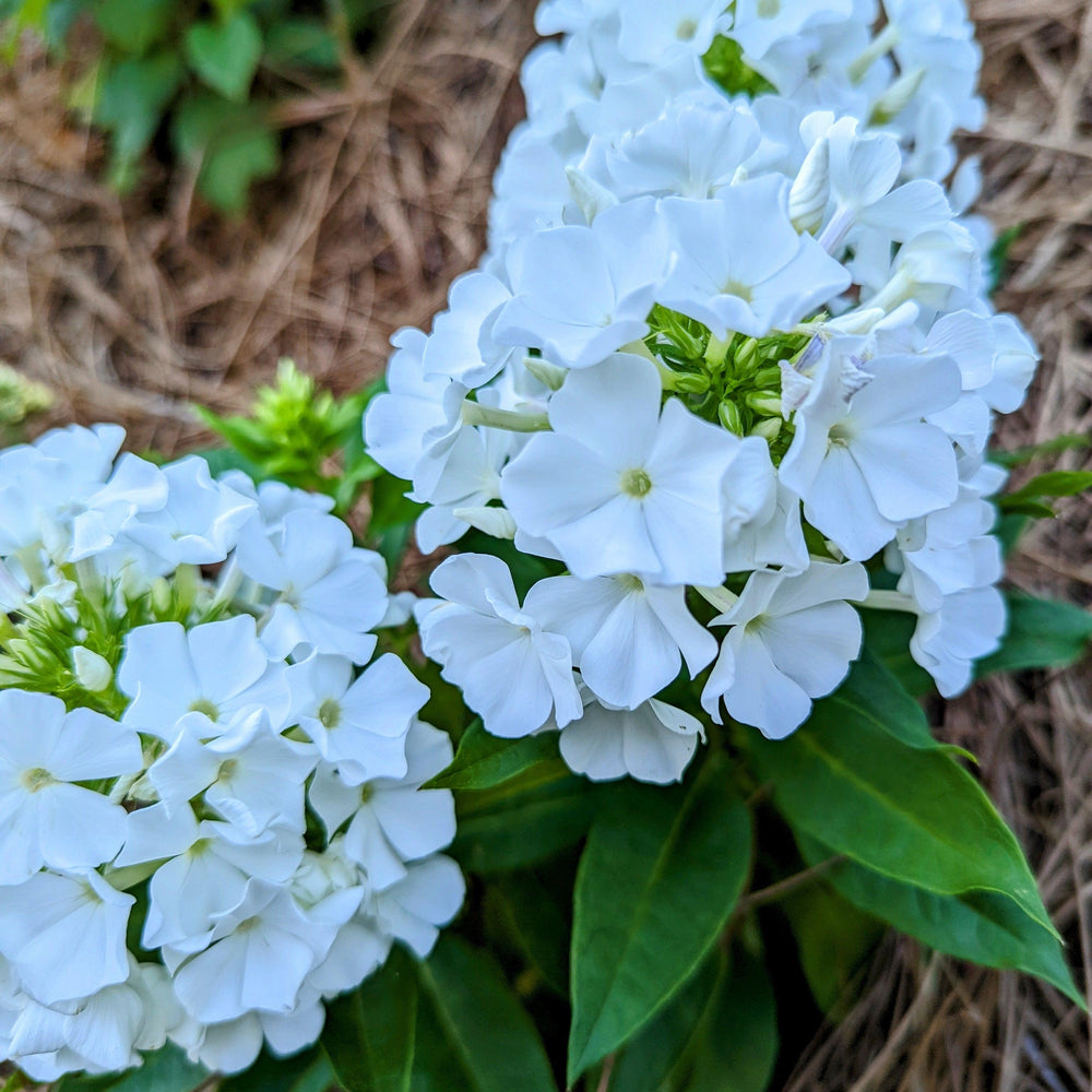 Phlox paniculata 'Bartwentynine' ~ Flame® White Dwarf Garden Phlox-ServeScape