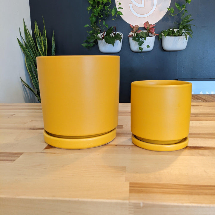 Indoor ~ Yellow Ceramic Pot with Saucer-ServeScape