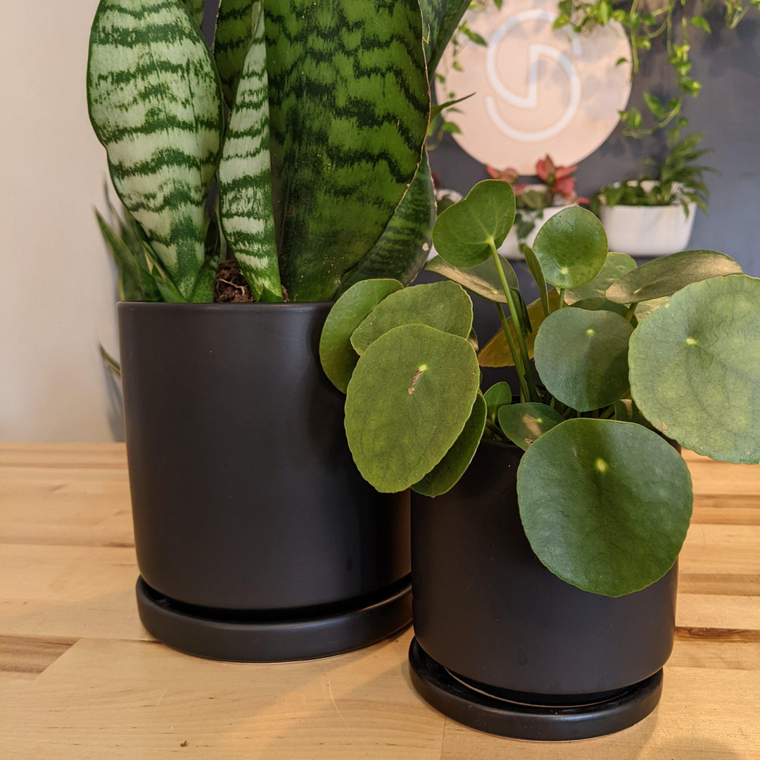 Indoor ~ Black Ceramic Pot with Saucer-ServeScape