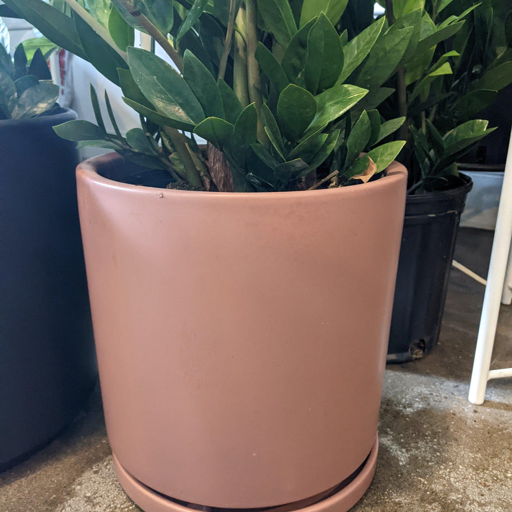 Indoor ~ Pink Ceramic Pot with Saucer-ServeScape