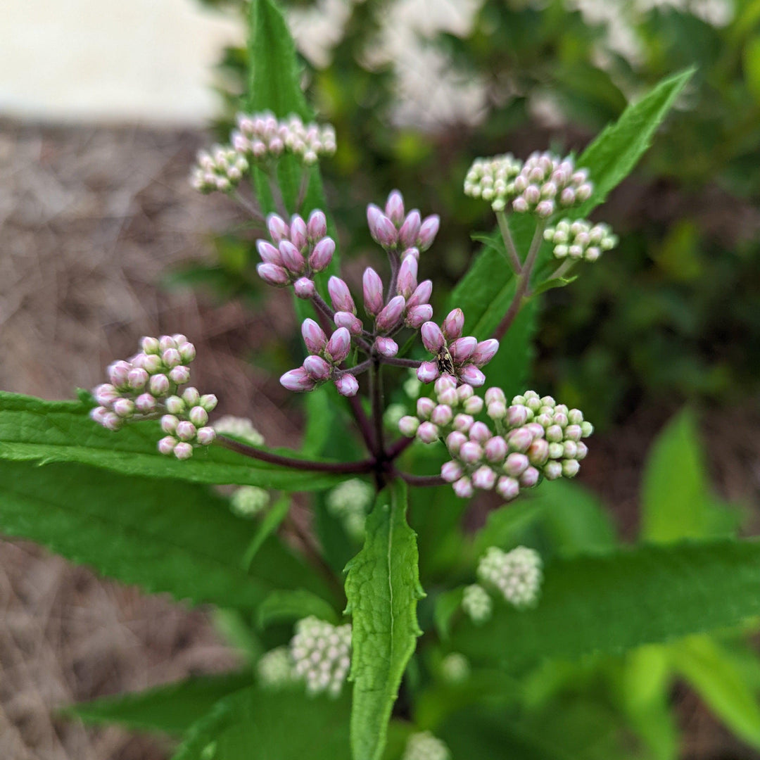 Eupatoriadelphus fistulosa ~ Hollow Stem Joe Pye Weed-ServeScape