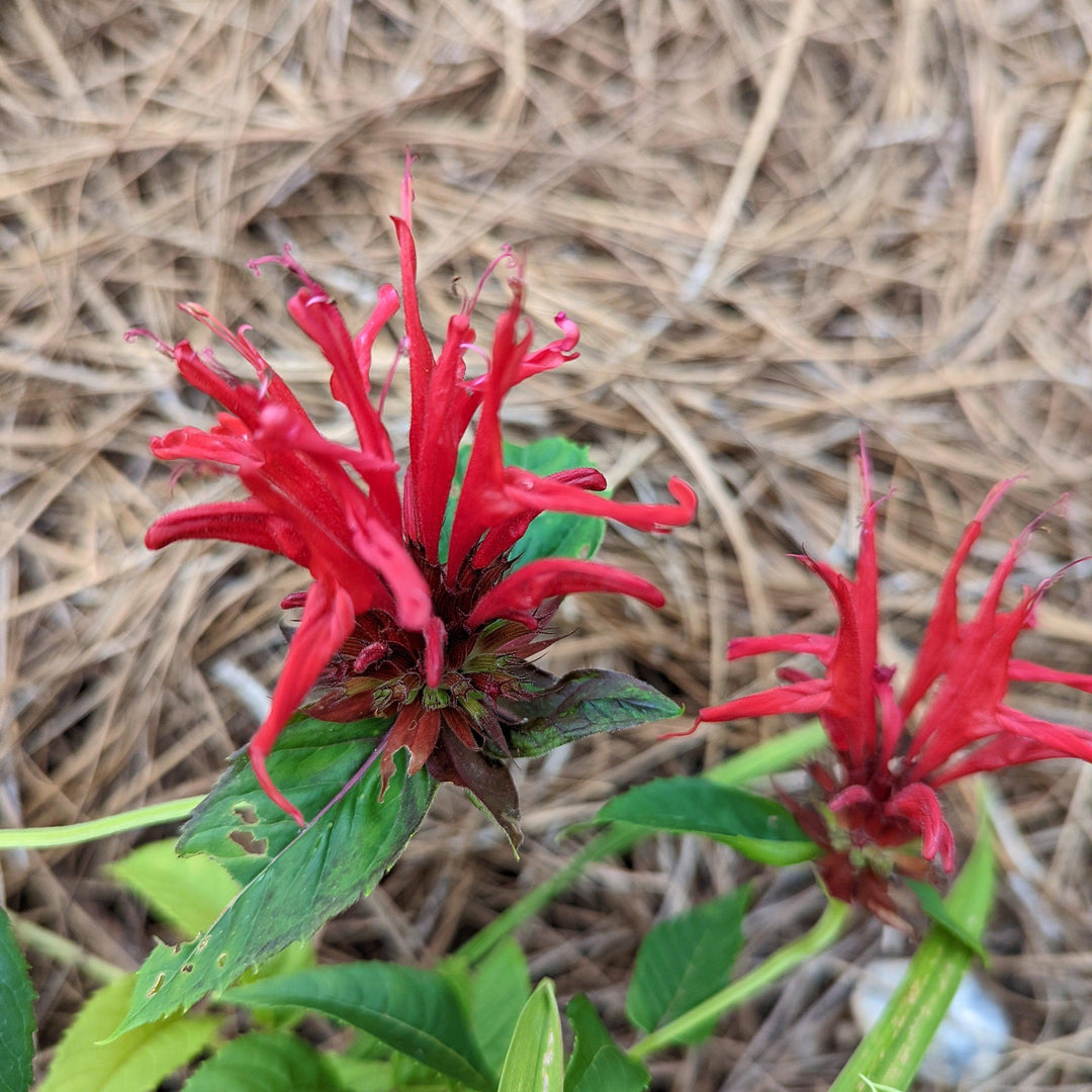 Monarda didyma ~ Bee Balm-ServeScape