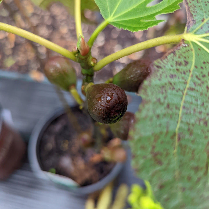 Ficus carica 'Majoam' ~ 'Little Miss Figgy' Fig-ServeScape
